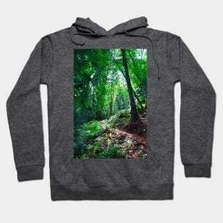 Sunlight And The Trail Hoodie